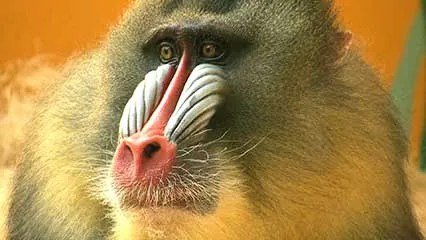 Monkey D Luffy vs Erwin Smith Who Wins the Fight?